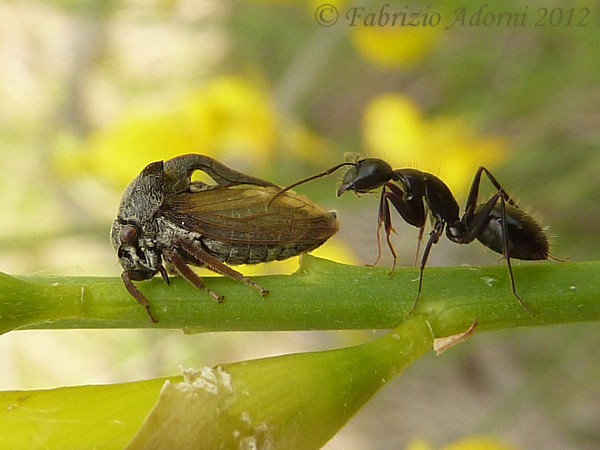 Camponotus vagus, operaia minore (con Centrotus cornutus)